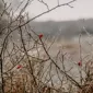 欧博